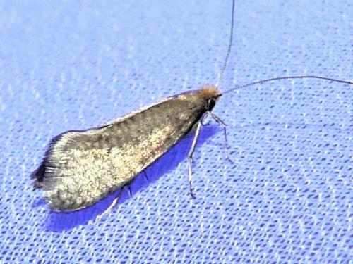 Réf. 322 110 : Nematopogon adansoniella